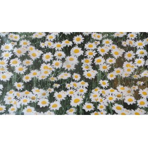 DAISIES PVC WIPE CLEAN PVC  TABLE COVERING 140CM WIDE PRICED PER METRE PLEASE CHANGE THE QUANITTY IN